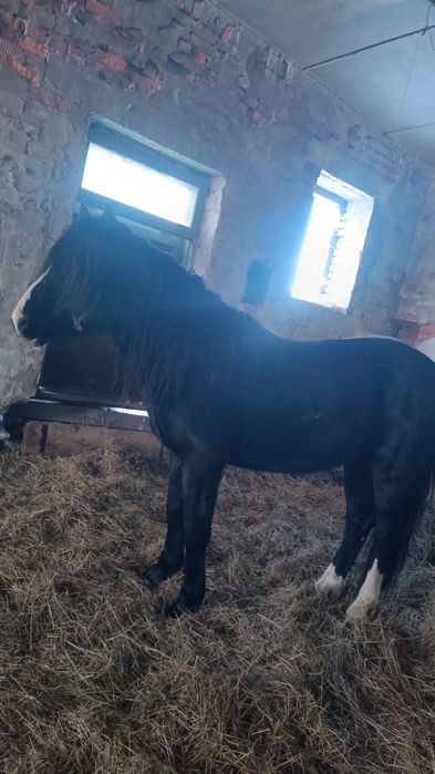 Племеной Жеребец Данчак