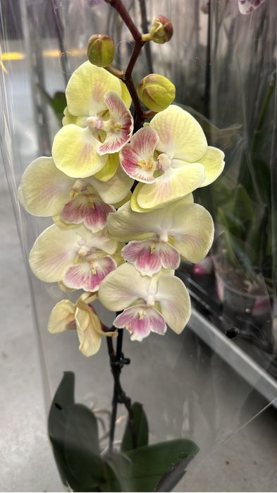 Орхидей оптом доставка по области