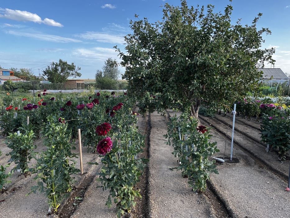 Продается дача на 1-ой водоколонке