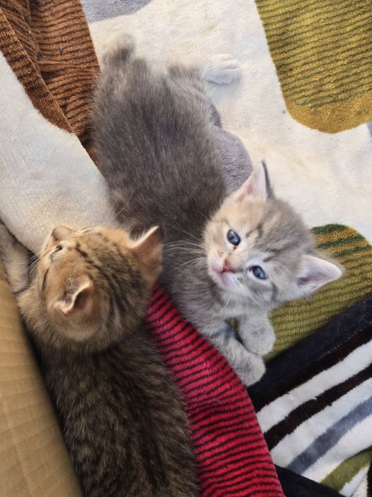 Отдаем котят в добрые руки