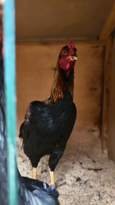 Дакан пары сатылады