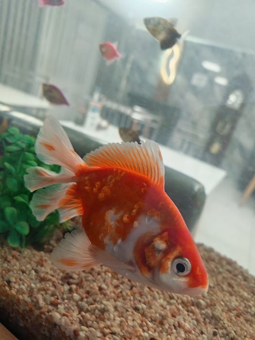 Продаю золотых рыбок