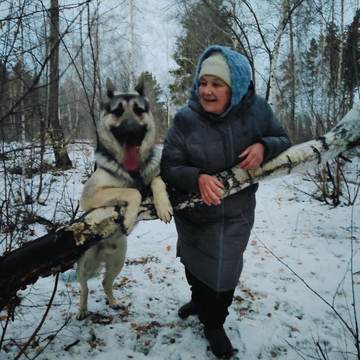 Щенки восточно-европейской овчарки