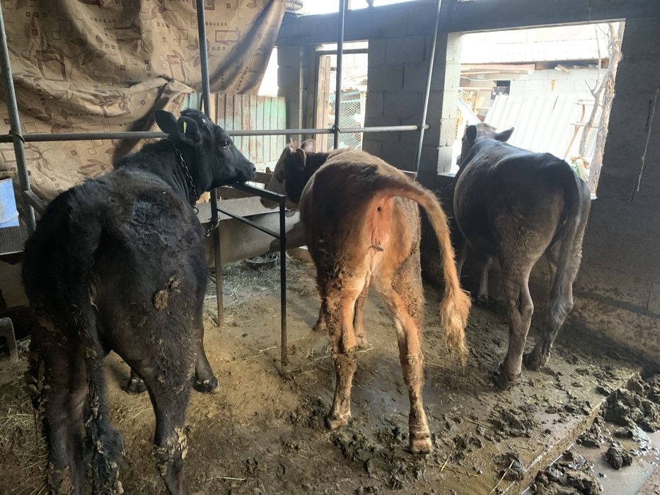 Телочка продам звоните