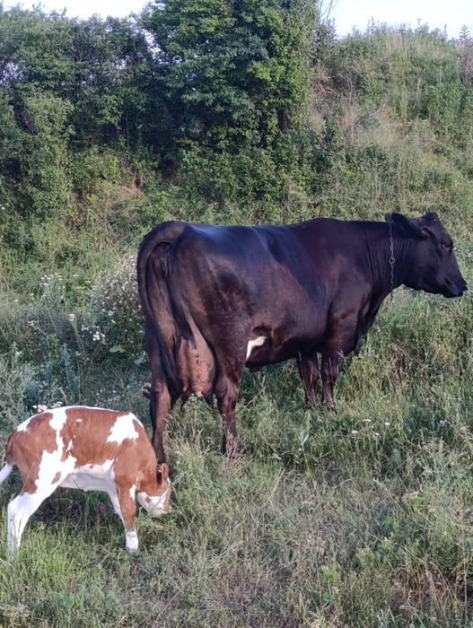 Vand vaca cu vitea