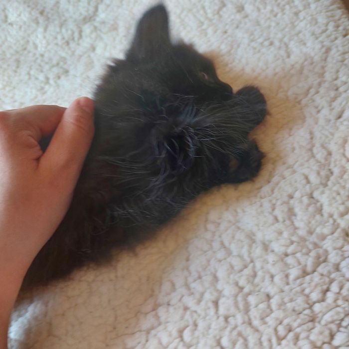Котенок черненький, пушистый