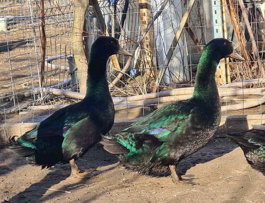 Rațe Cayuga pereche