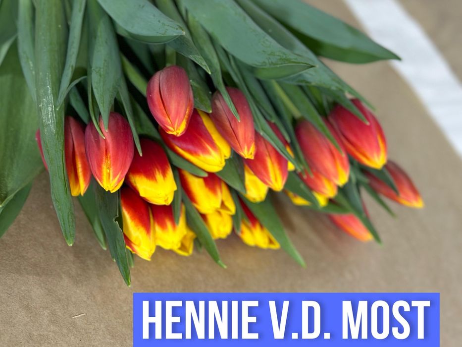 Тюльпаны, гиоцин, крокусы . Напрямую из теплицы 50+ СОРТОВ .