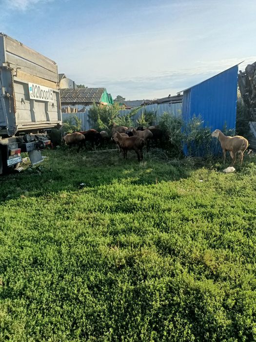 Продам кочкариков на породу