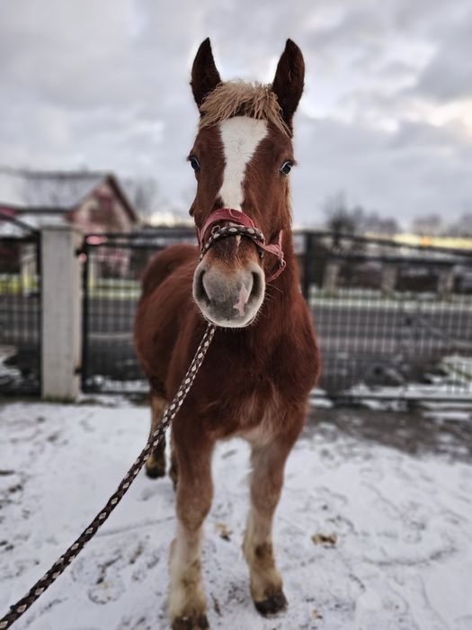 Vând mânz de 7 luni mai multe detalii în privat!