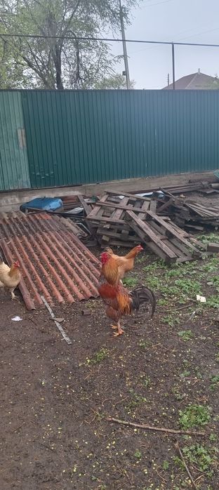 Кораз петух сатам