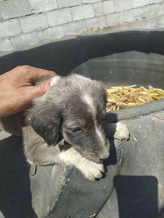 Тазы күшік СТ Шамалған