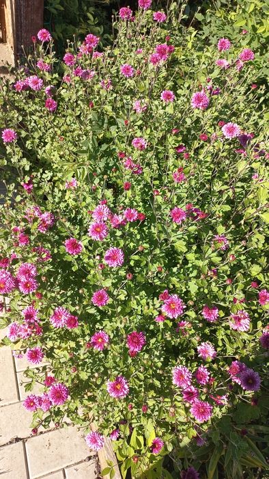 Продам корейские хризантемы