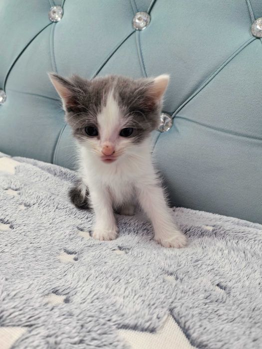 Отдам котят бесплатно