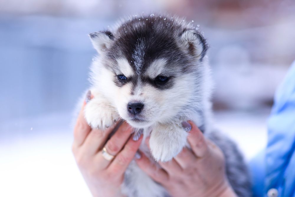 Девочки породы Сибирский Хаски щенки