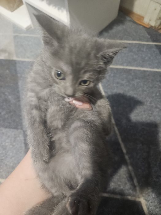 Котята даром.Бесплатно