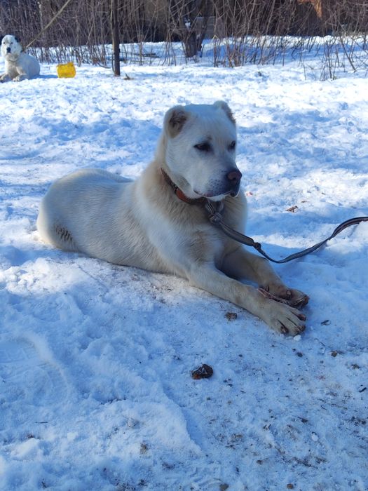 Алабай ұрғашы күшік сатылады