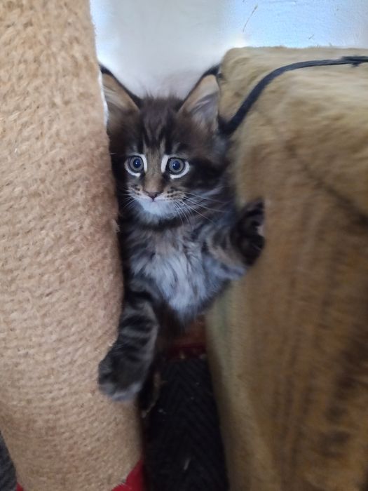 Продаются Мейн кун