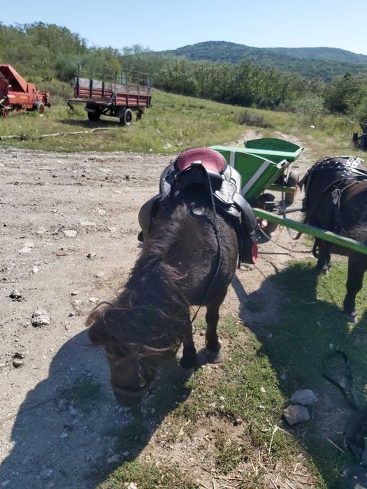 Ponei pereche mascul + femela, caruta, sea, hamuri
