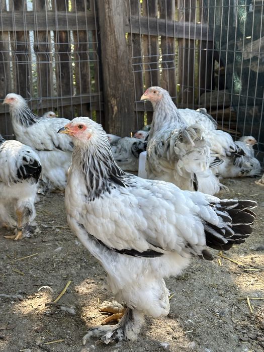 Disponibili tineret brahma herminat deschis