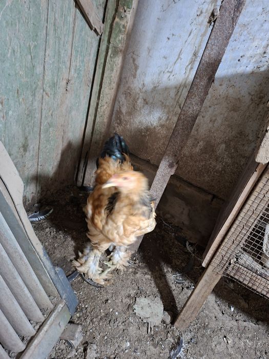 Срочно продам брам