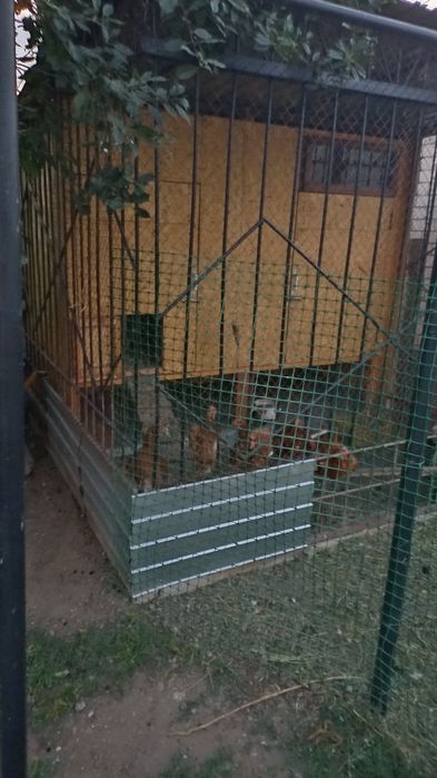 Продам курятник с курами