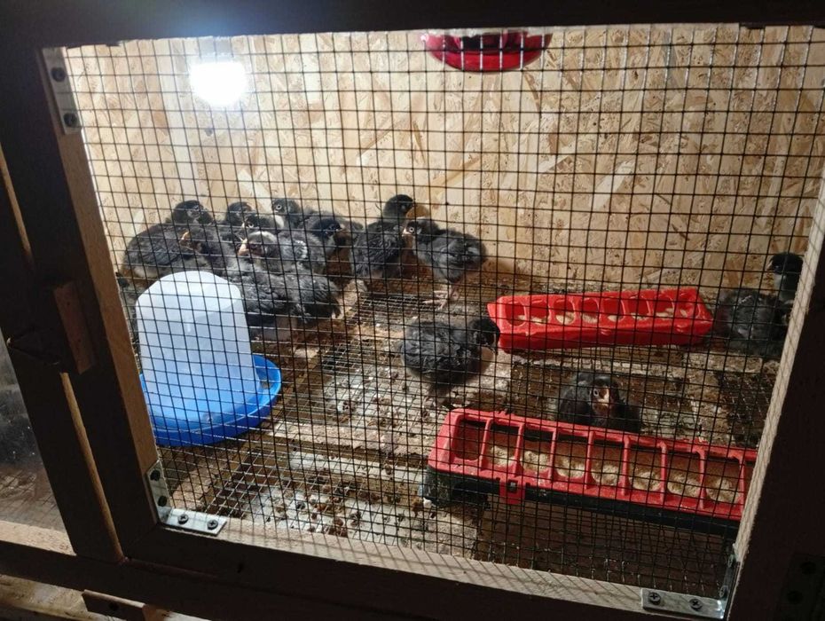 Vand 50 de pui de găină. Preț 15 ron bucata