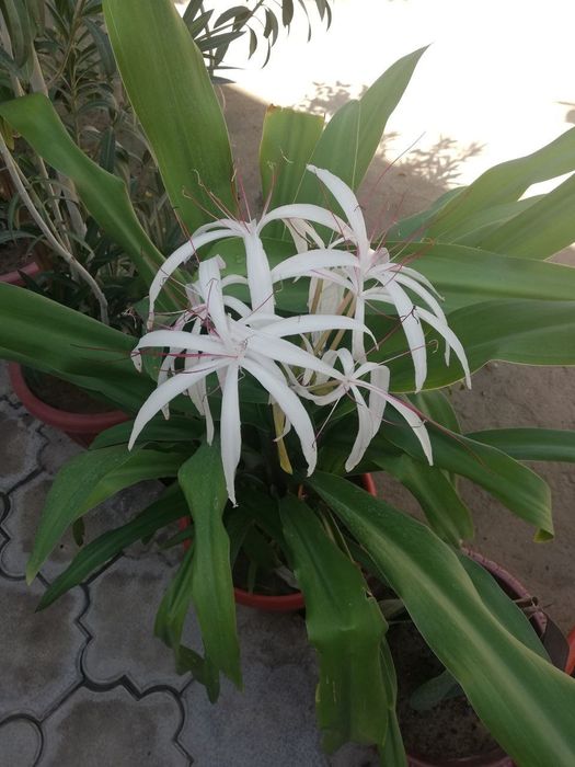 Кринум  азиатский