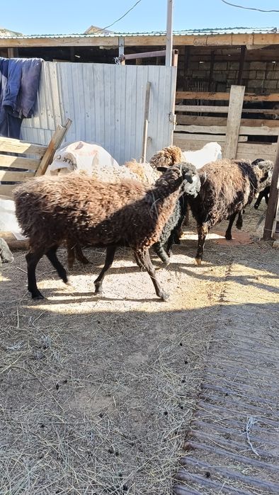 7 бас қозылы қой сатылады .