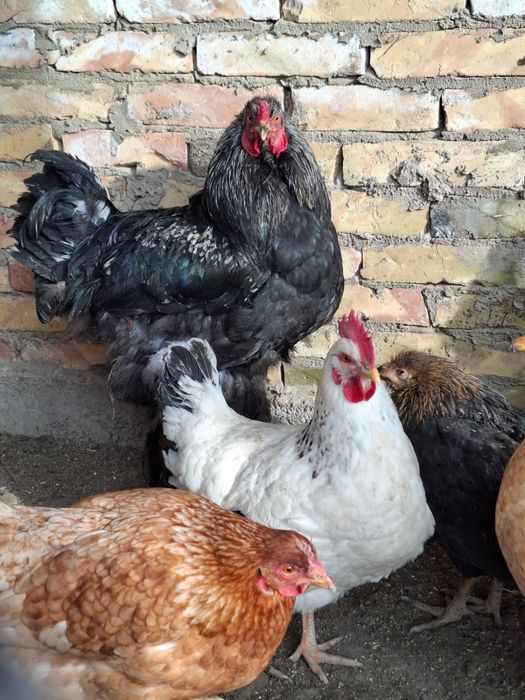 Продам петух черный брама