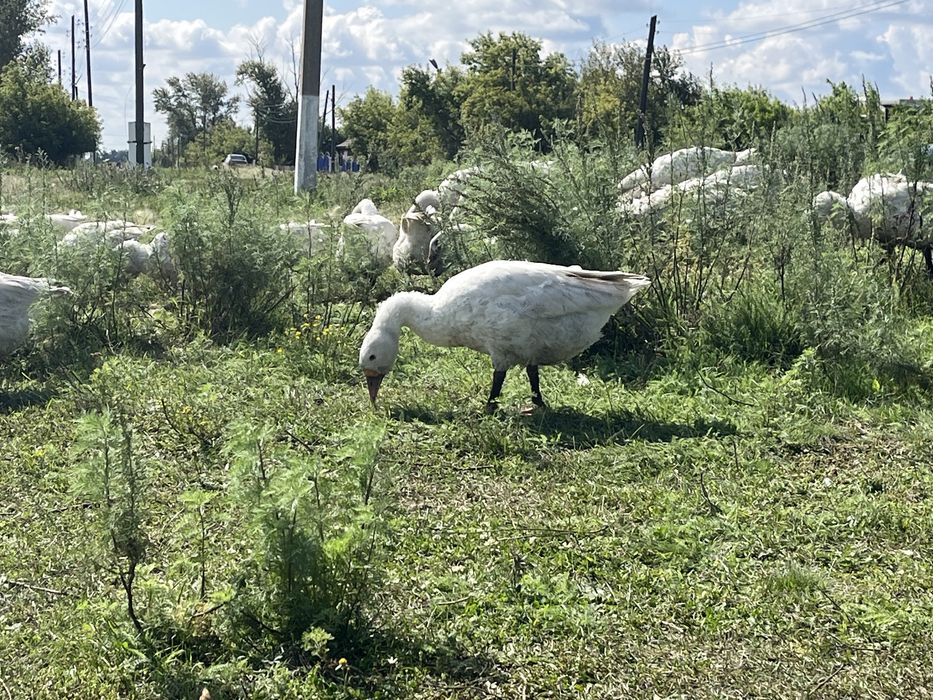 Продам домашних гусей