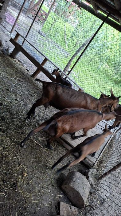 Capre rasă Alpină Franceză cu pedigree, masculi și femele
