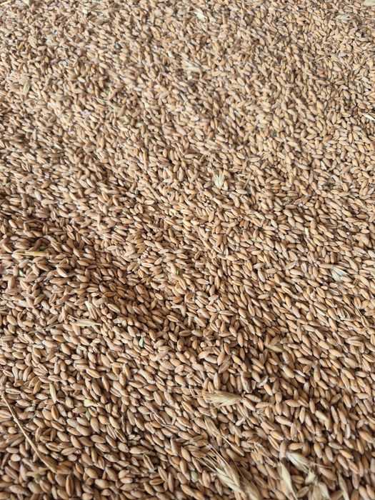 Vând orz si tritricale de toamna 2026