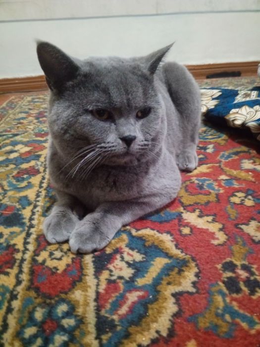 Britaniya kulrang kalta yungli erkak mushugi zoti toza