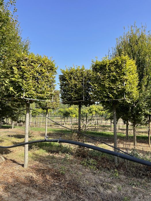 Carpinus cub. catalpa nana.