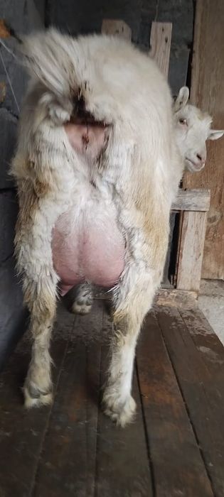 занен саунды ешкі сатылады