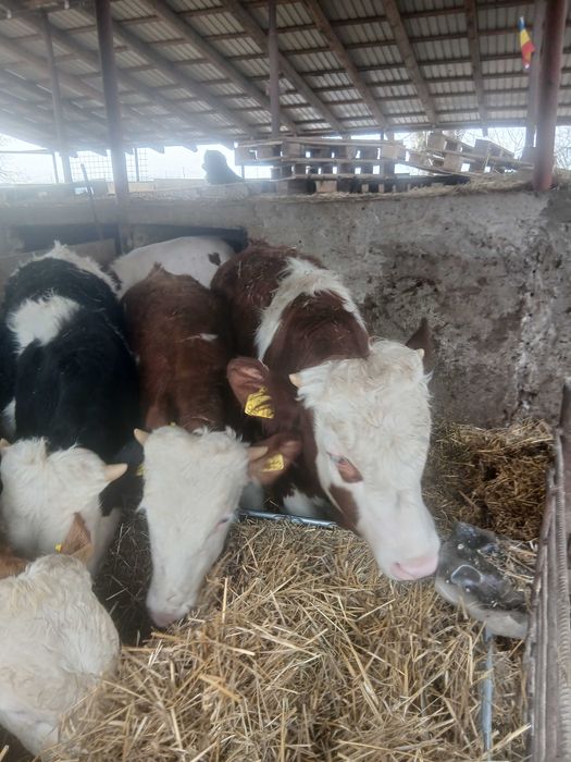 Vitei baltati de vinzare