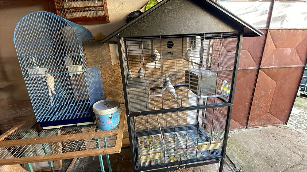 Nimfe albe si white face