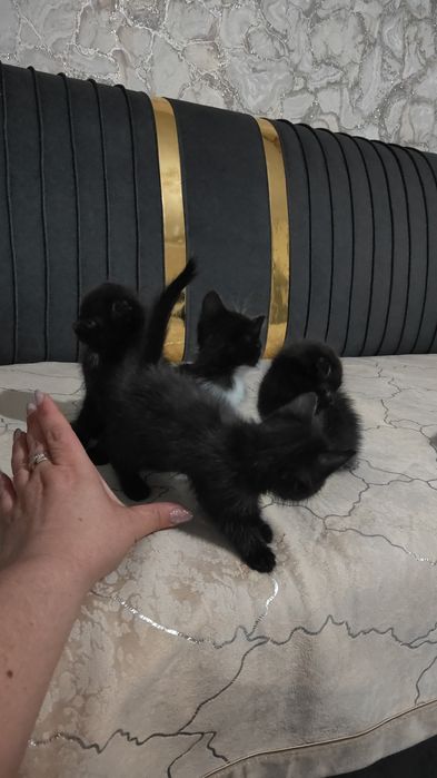 Отдам в хорошие руки