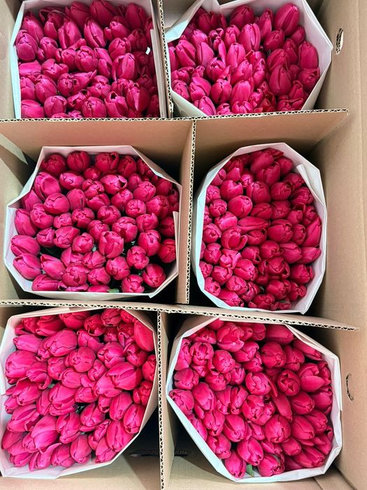 Тюльпаны тепличные