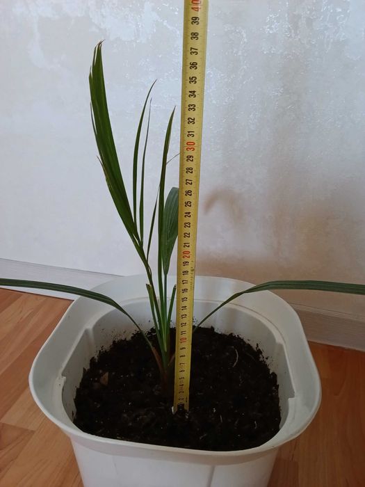 Продам комнатеые цветы