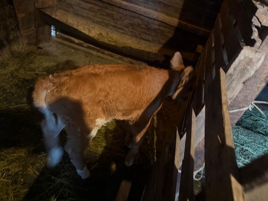 Продается теленок