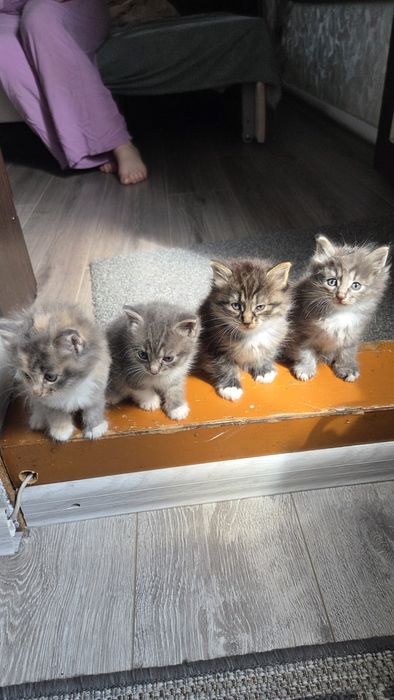 Отдам лучших котят