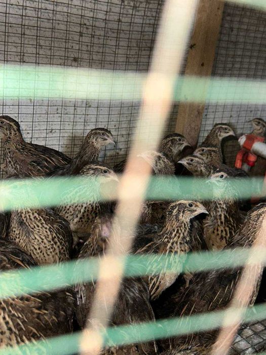 Бедана, Bedana сотилади