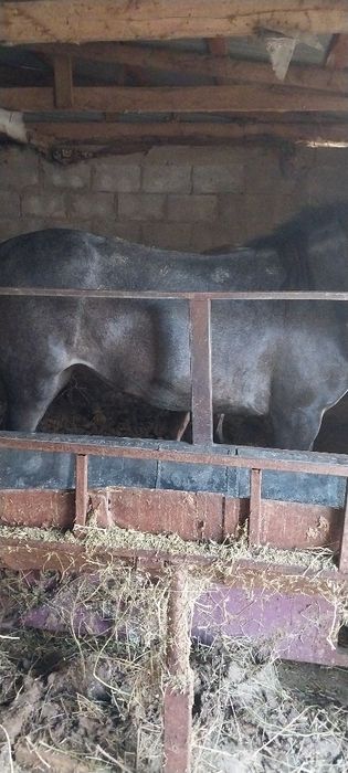 Семыз ургашы тайлар сойылады