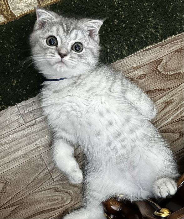 Британсякая короткошерстная серебристая шиншилла