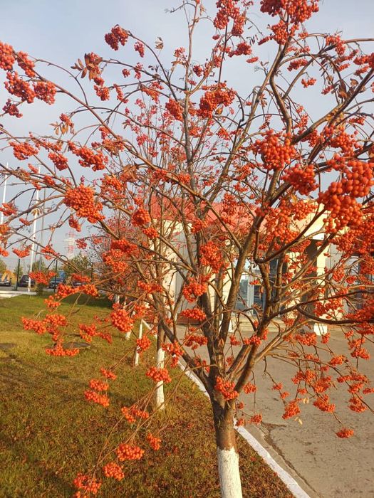 Dacha sotiladi koʻp daraxtlari bor