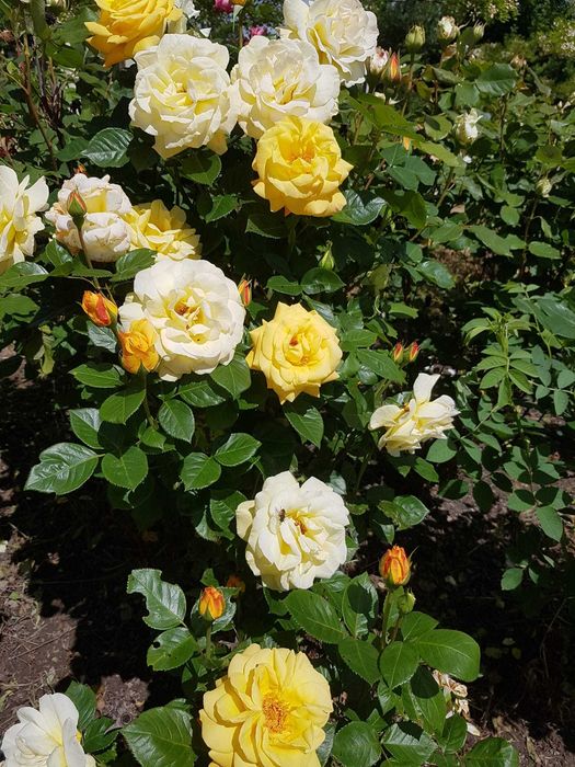 Trandafiri la ghiveci - gata pentru plantat