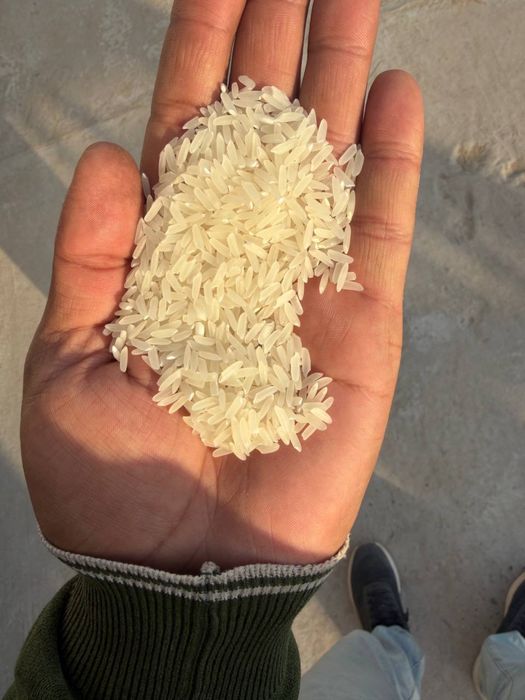 Хоразм лазер вишши сорт 1- кол