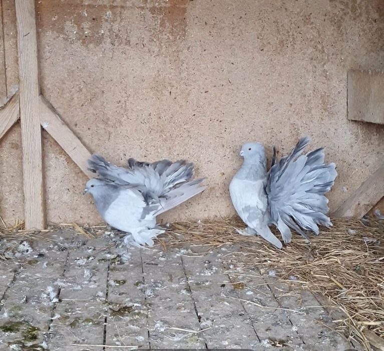 Porumbei uriași maghiari